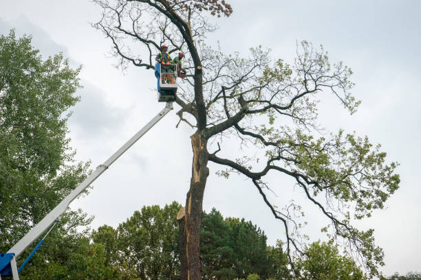 Palm Tree Trimming in La Vernia, TX